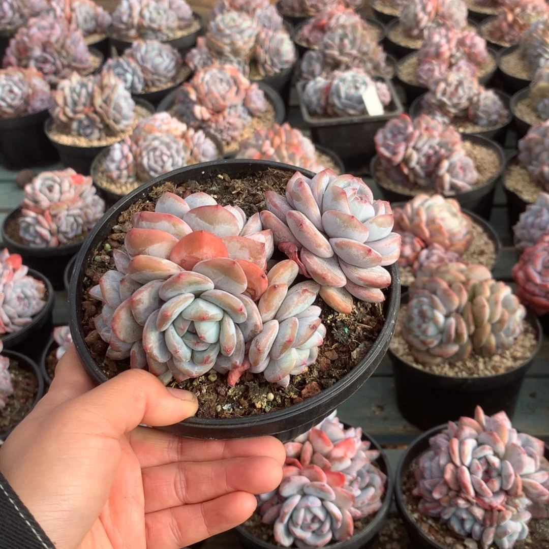 无花朵哈哈哈哈哈哈哈哈30