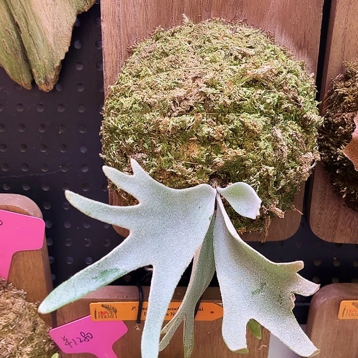 不开花植物nook 丰收月