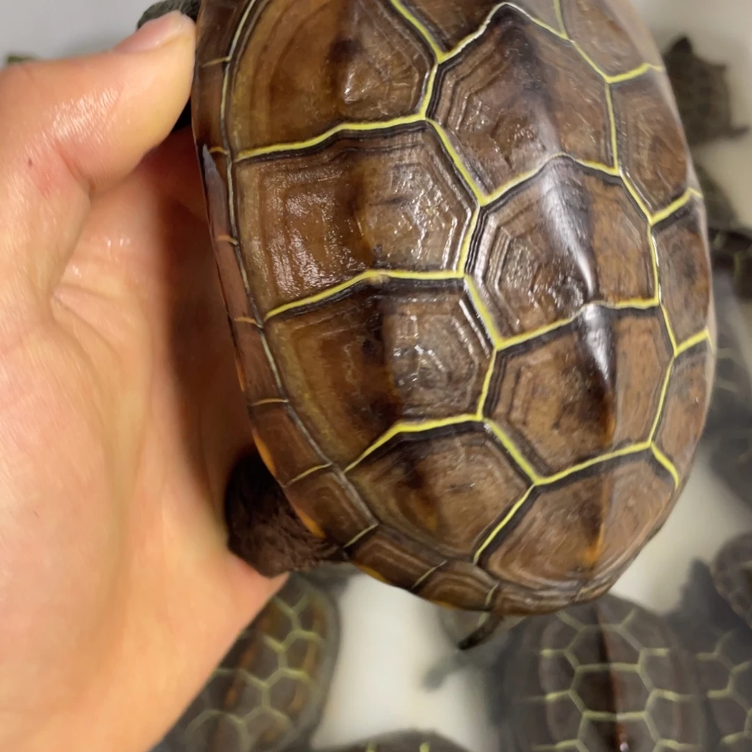 苏北金线冷水草龟