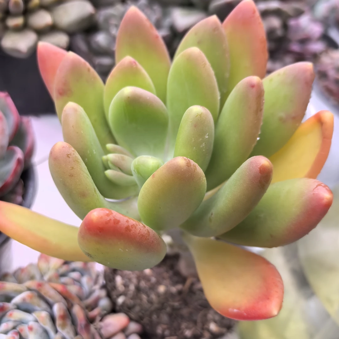 芒果奶（2单包邮）小美花园精品老桩多肉鲜花绿植新手