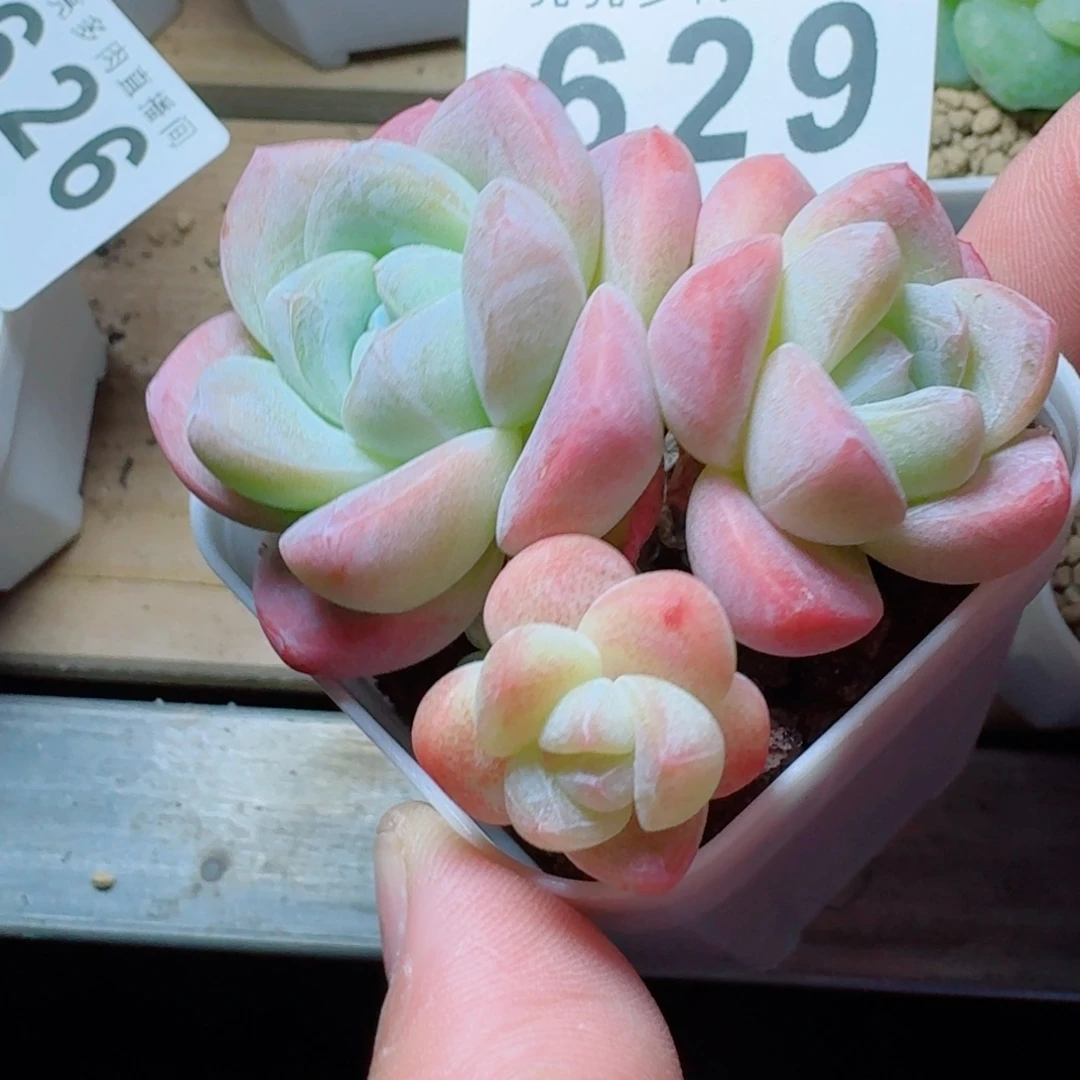 糖心冰玉            精美多肉植物