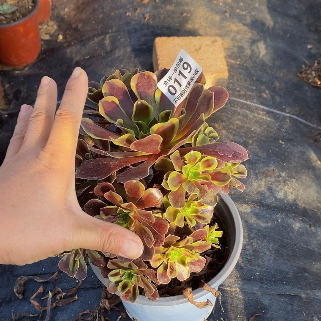 119欧佳丽多肉法师锦多肉