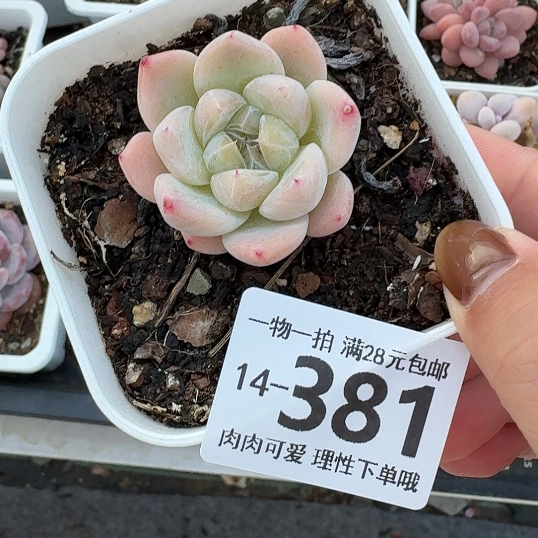 白泽无盆土发货无
