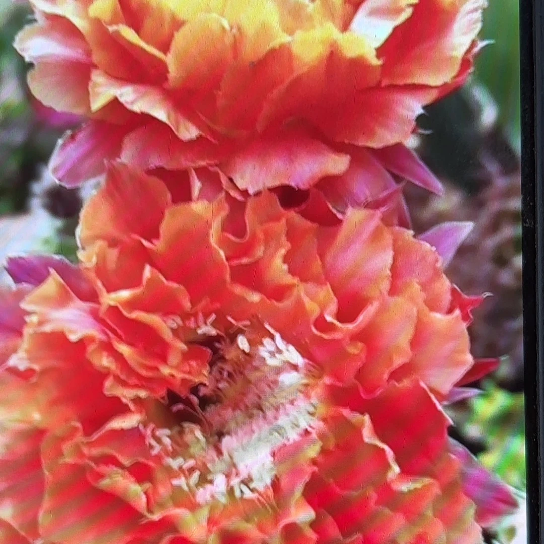 千层淑彩20包邮仙人球4