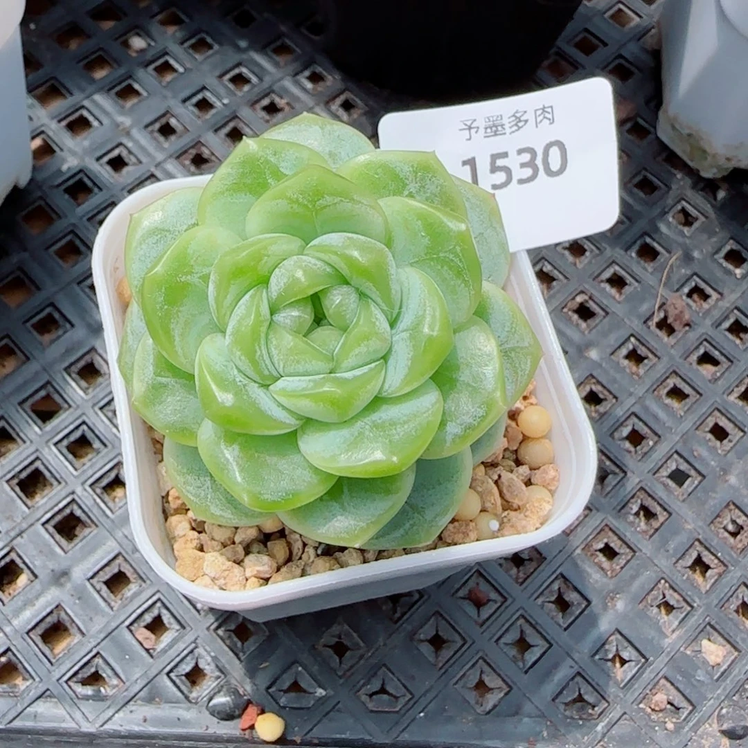 财富密码，1530多肉