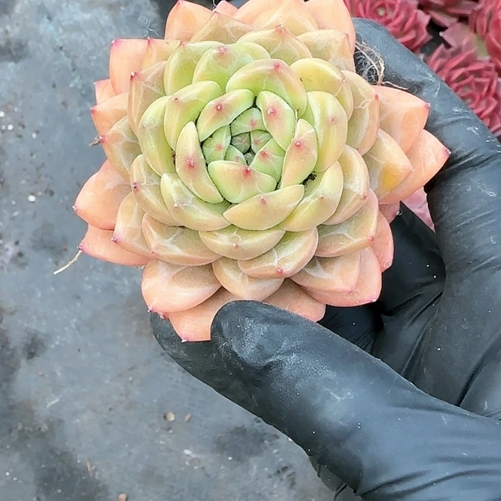 茂**6青蛙王子儿童牙膏111