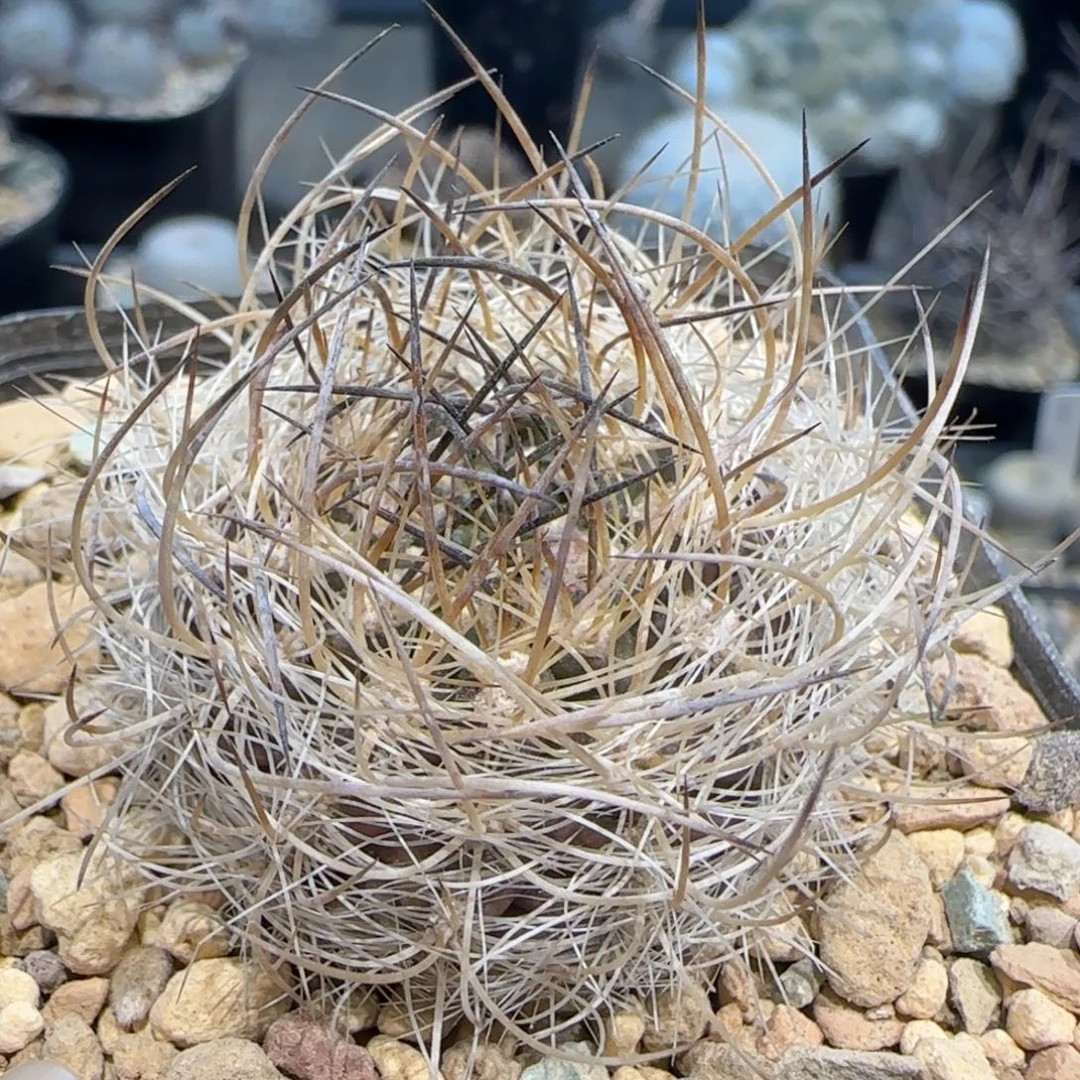 4厘米实生混乱玉多肉