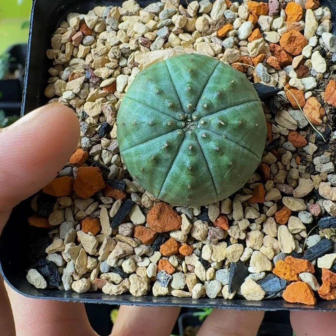 特价 干透浇透 实生布纹球带盆土包邮