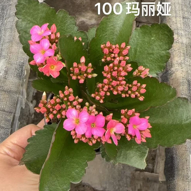 昊景长寿（玛丽亚）100室内盆栽手捧花