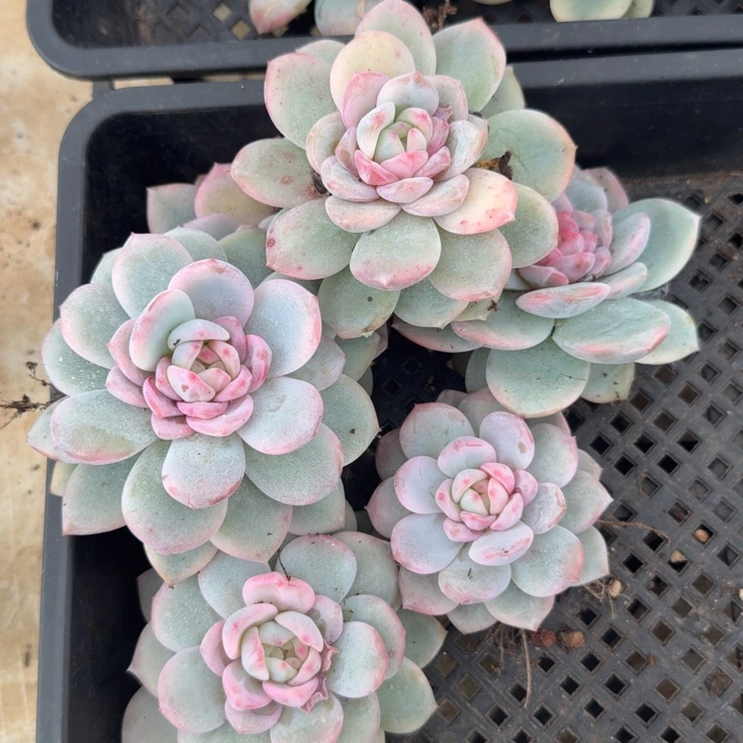 一刻橙梦露锦组合