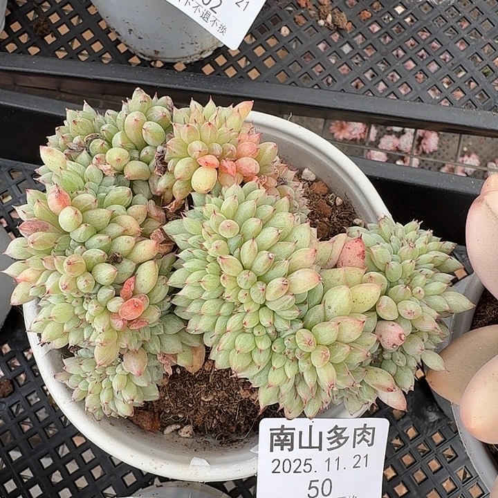 胖丁缀1111121-50