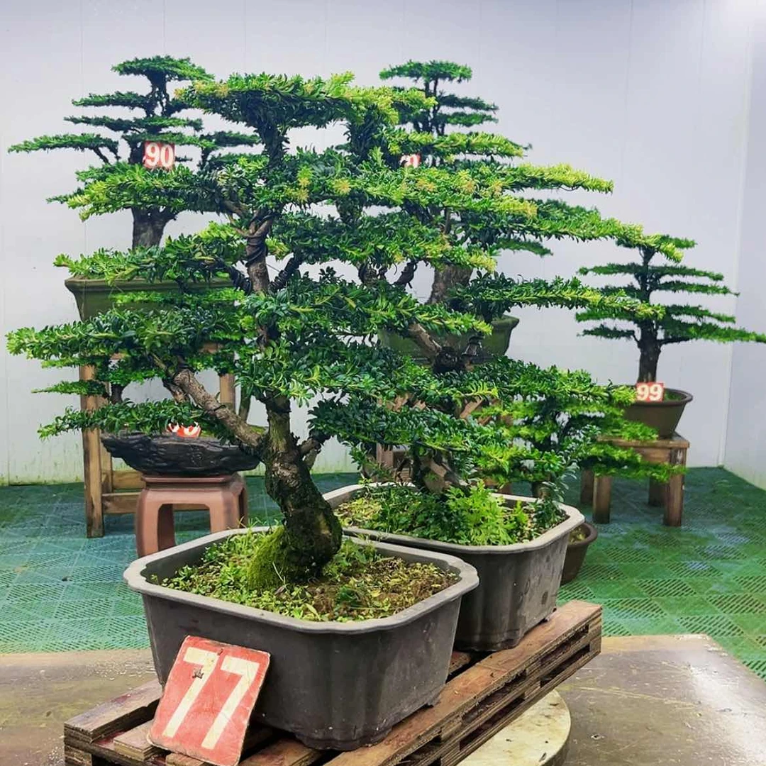 【闪购商品】无花朵