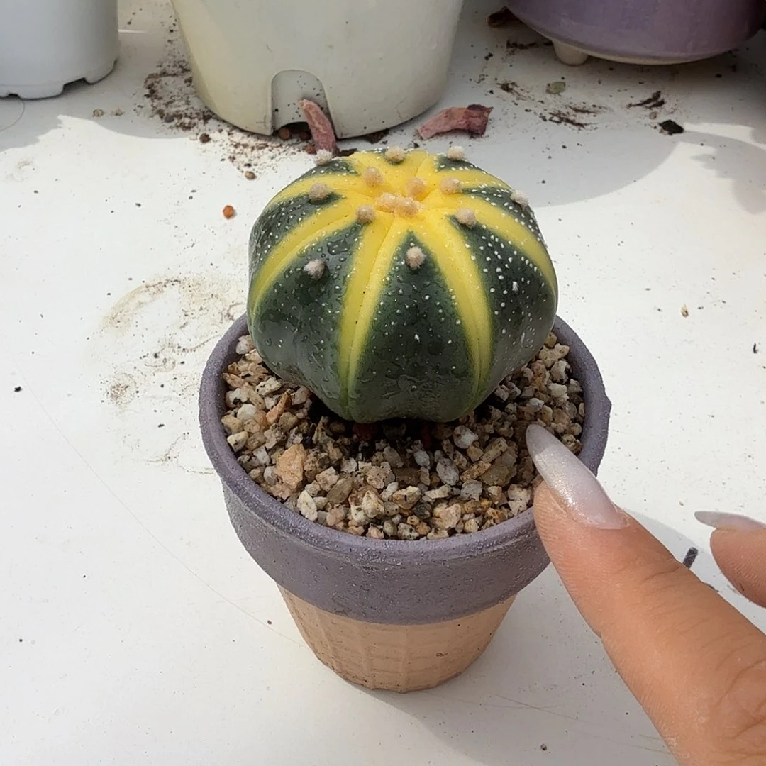 星斗带盆多肉植物