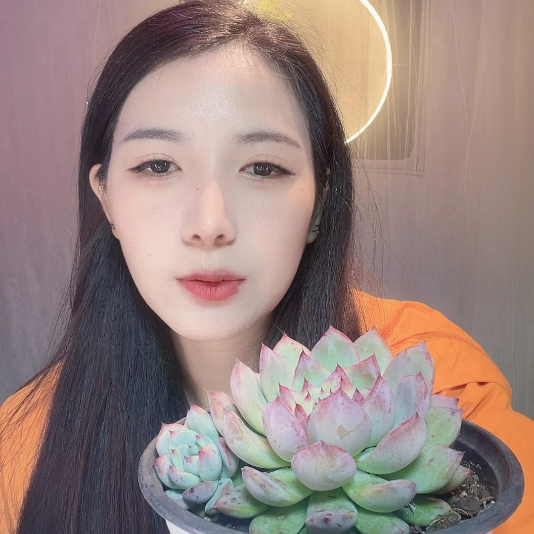 多肉植物脱土发货