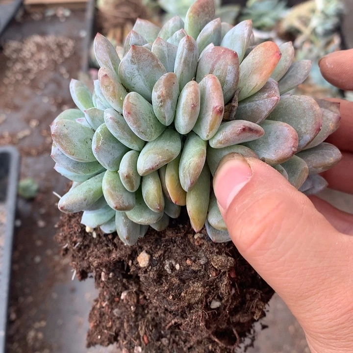 466 满28包邮脱土发货