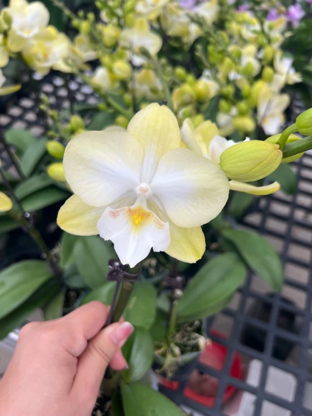 《大玉兔》黄绿色蜡质花 欧品大舌头蝴蝶兰