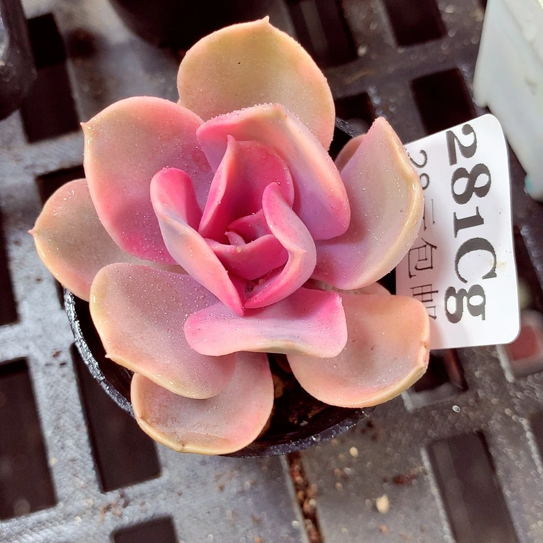 5厘米盆精控多肉281