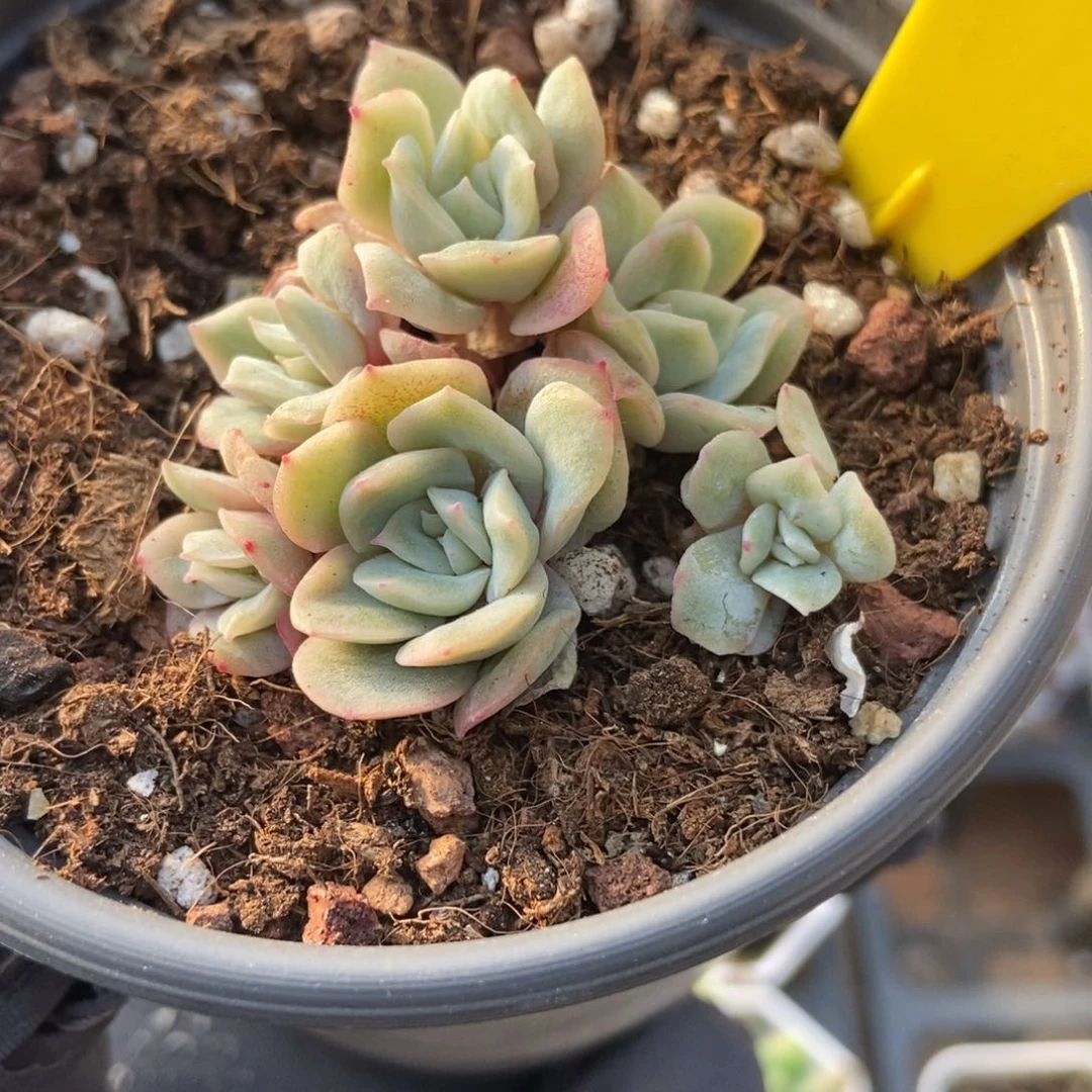 905泡泡纱多肉植物保护