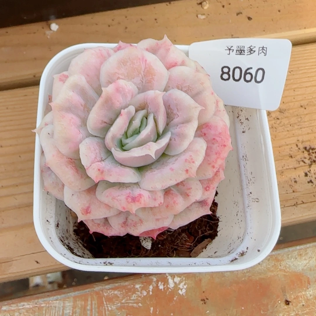 夏***甜泡泡纱裙，8060多肉植物
