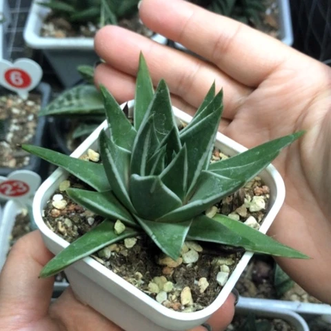 白折芦荟带盆发货哈哈