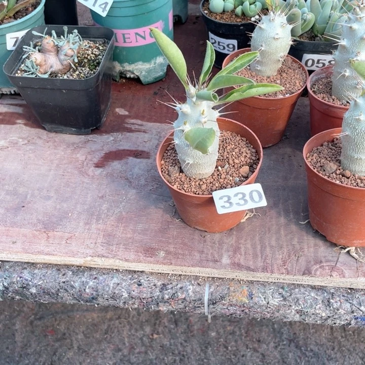 330白马城块根植物