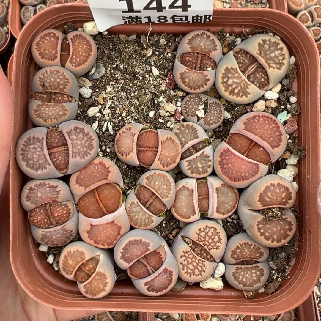 【闪购商品】144……