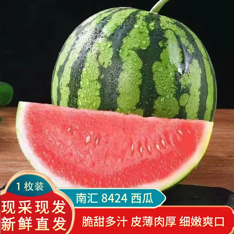【现摘现发】上海南汇8424西瓜