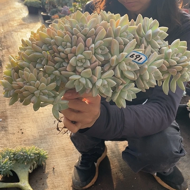 691淡雪缀 一物一拍多肉