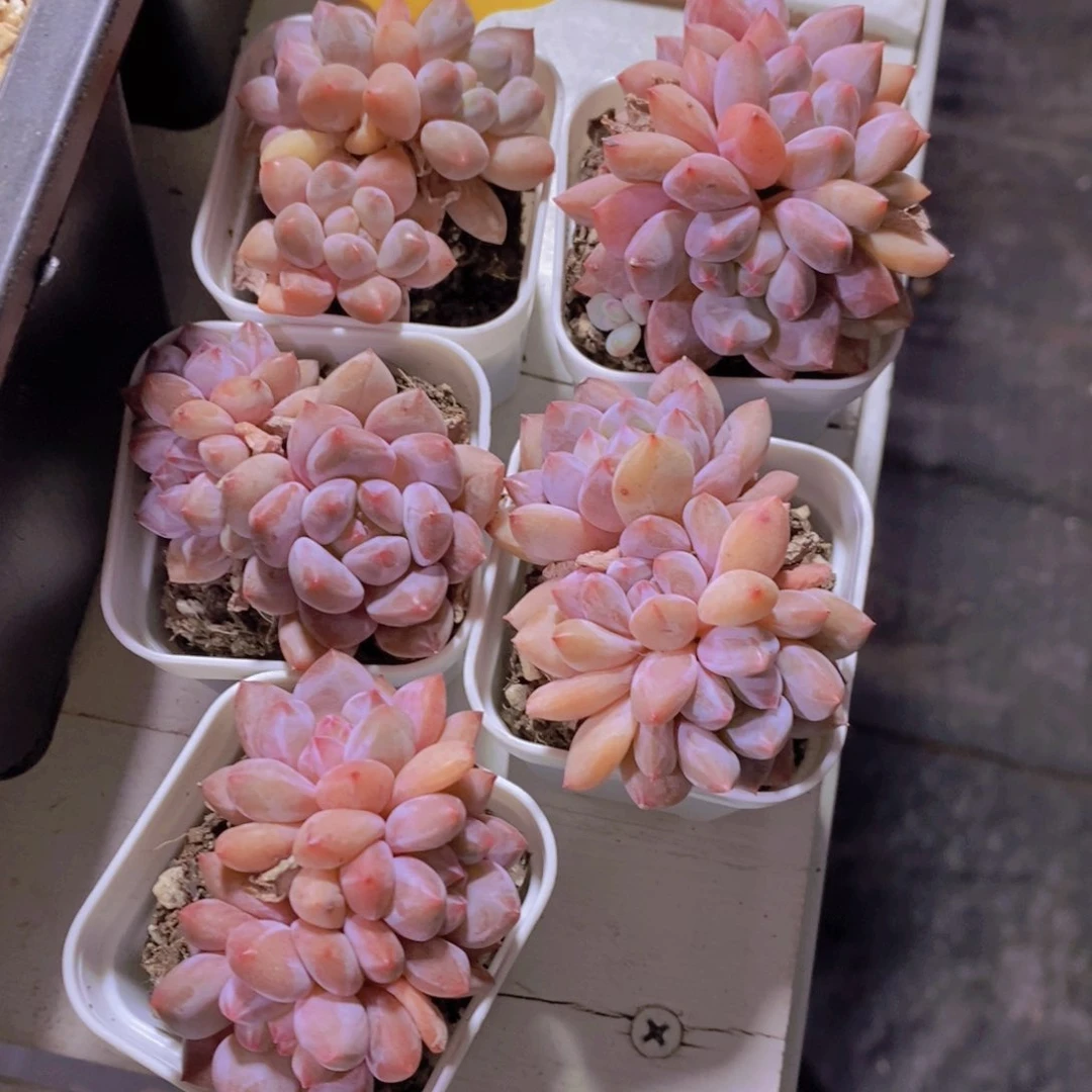 1114-27-精品奶油半夏一个