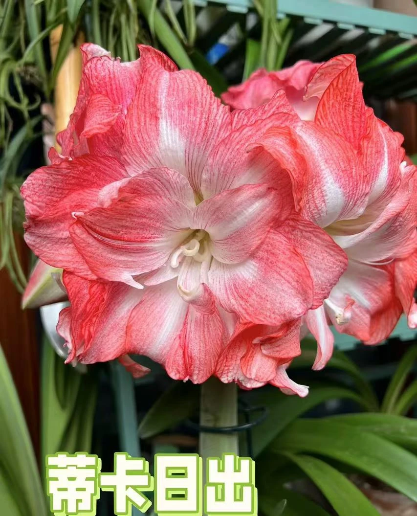 蒂卡日出  朱顶红进口种球