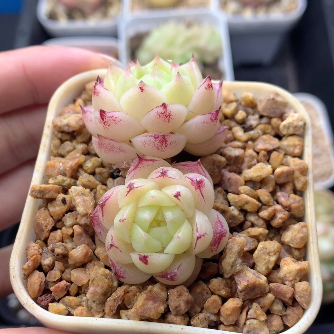 58包邮  群生不包整 7