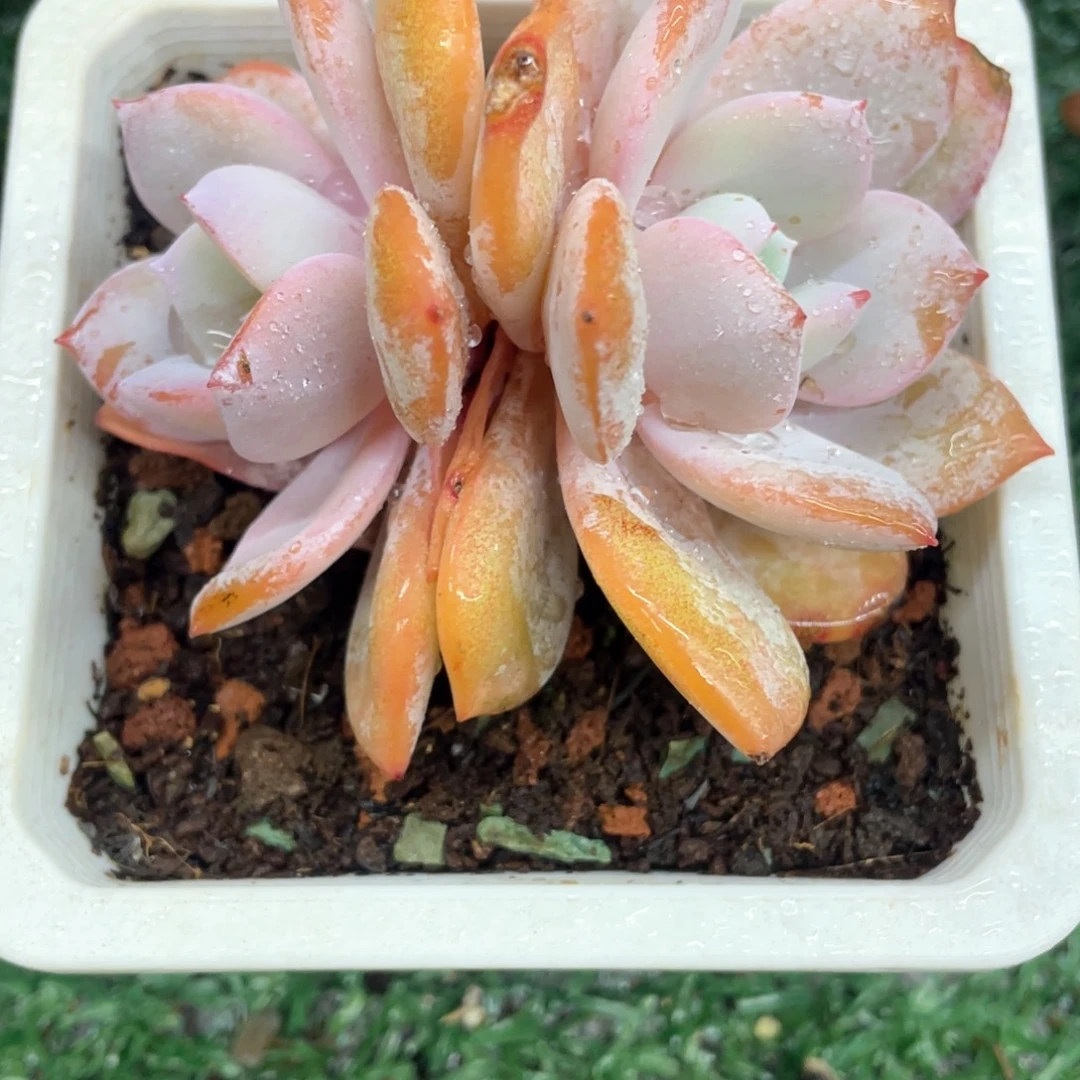 奶茶一物一拍28包邮非偏远