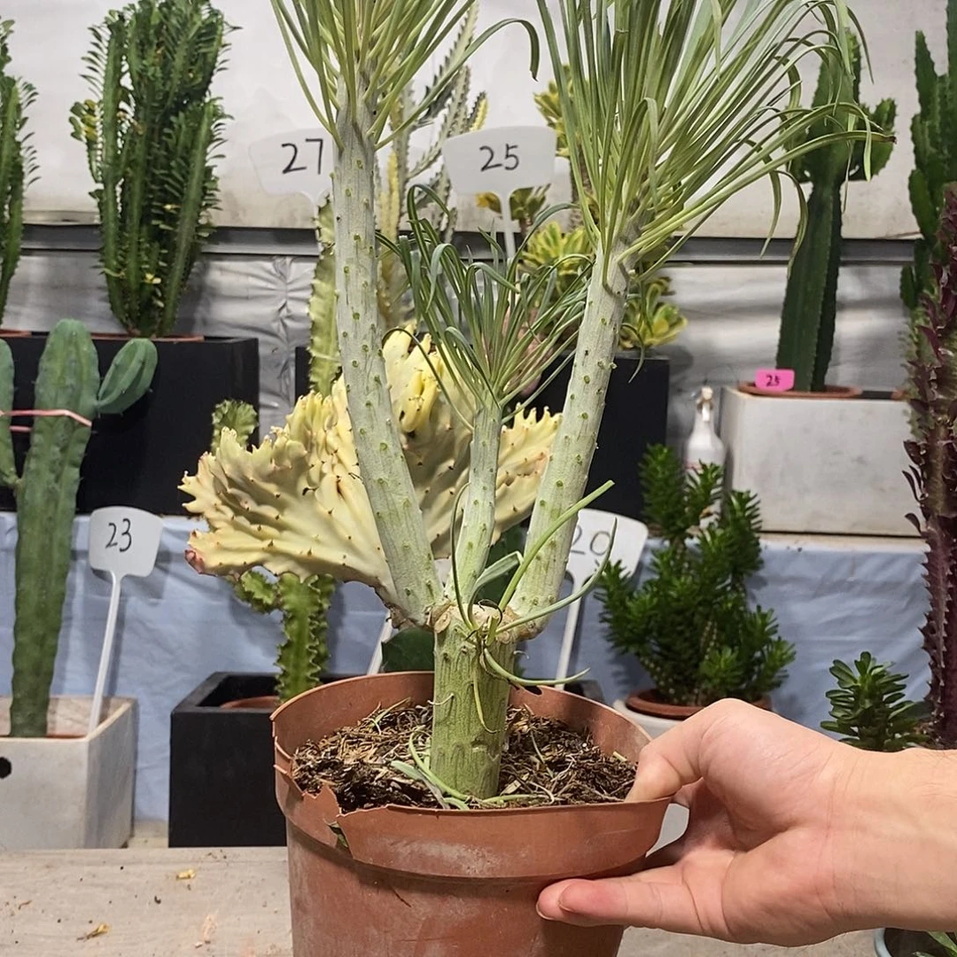 当前无花朵，栽培后可花朵天龙一物一拍