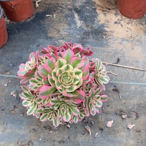 粉女巫45多肉植物法师