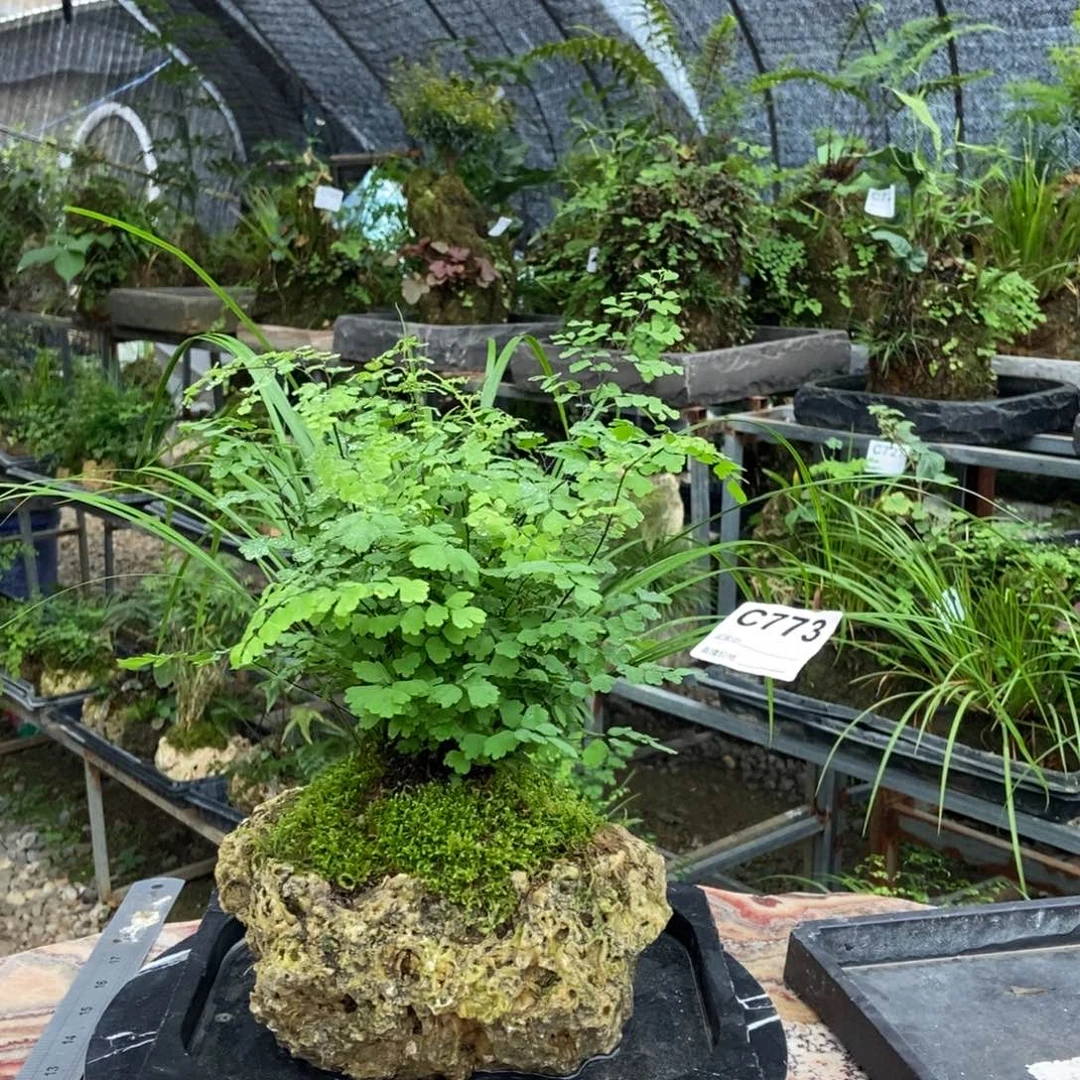 无花朵773带盆111