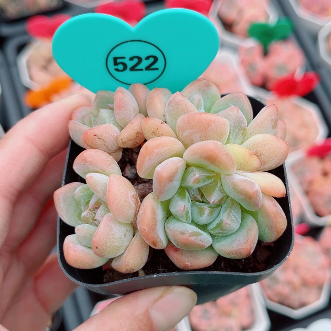 522号小老桩糖心群