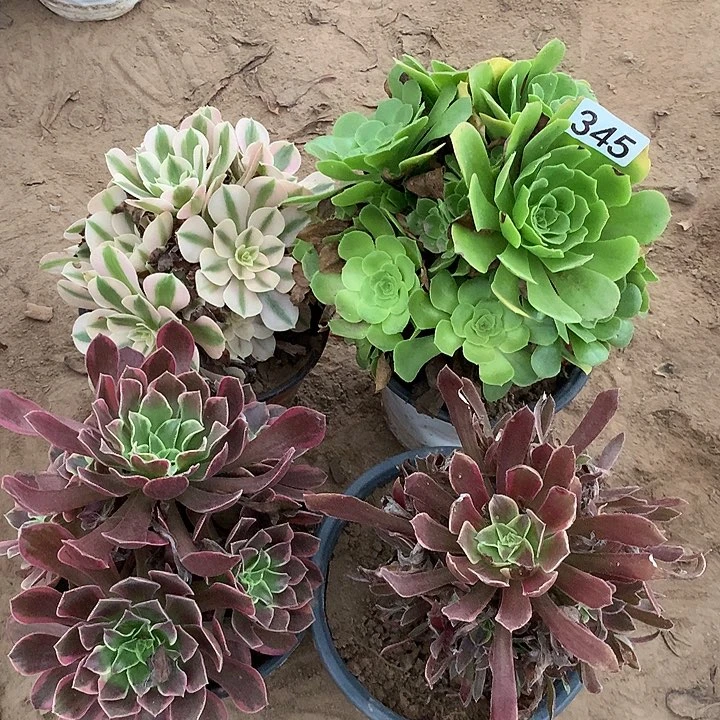 无花朵345四颗多肉植物组合