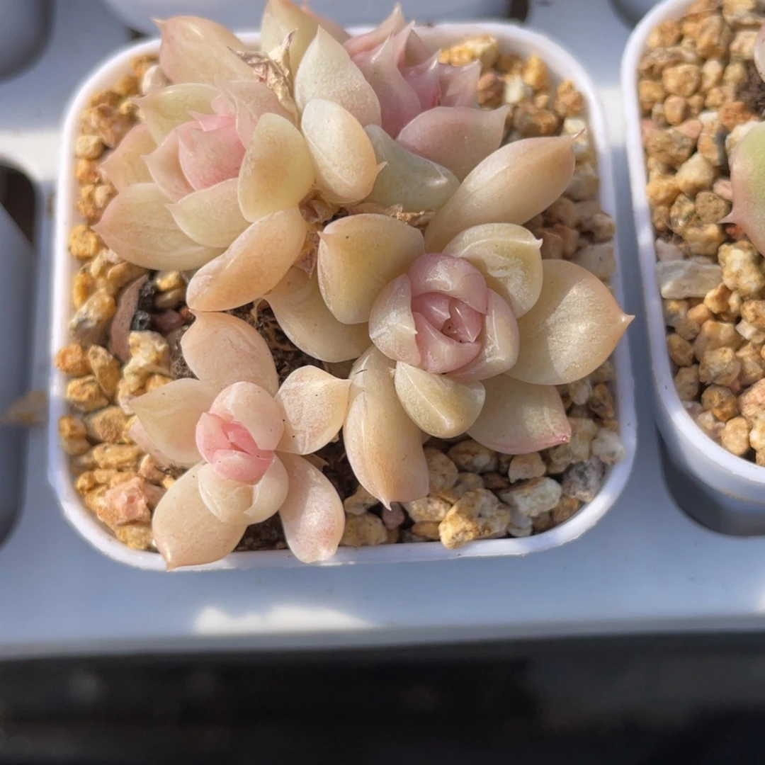 优选爬地粉心麦杆2756