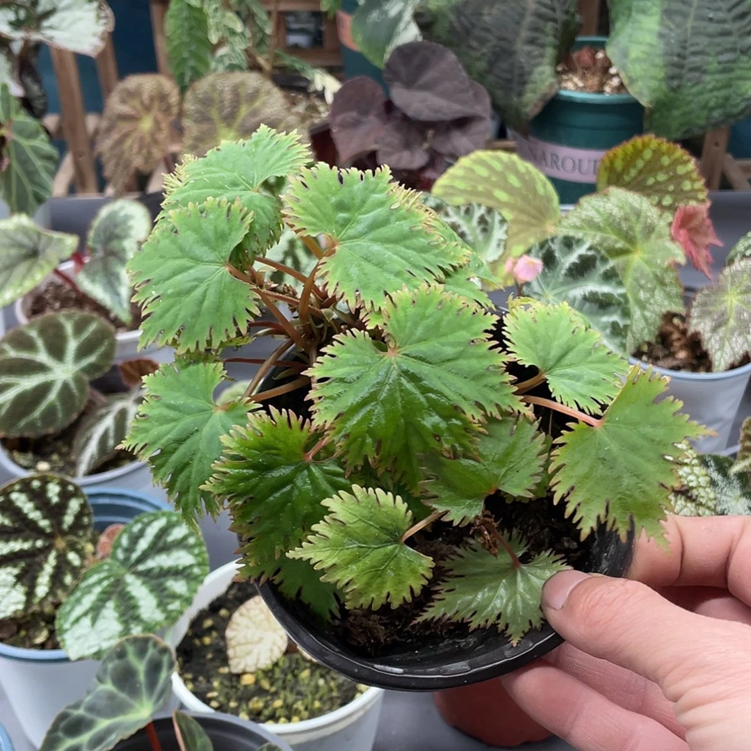 完全开放马达加斯加