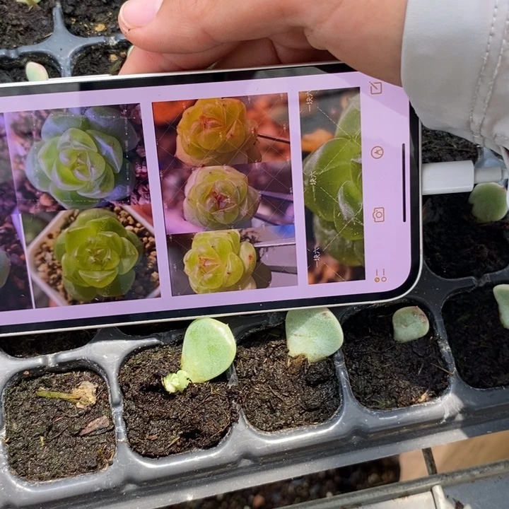 甜心628芽苗一个多肉