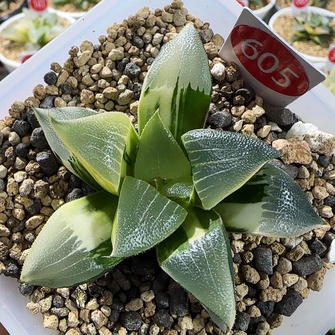 605号实生锦6.7左右一物一拍带盆土