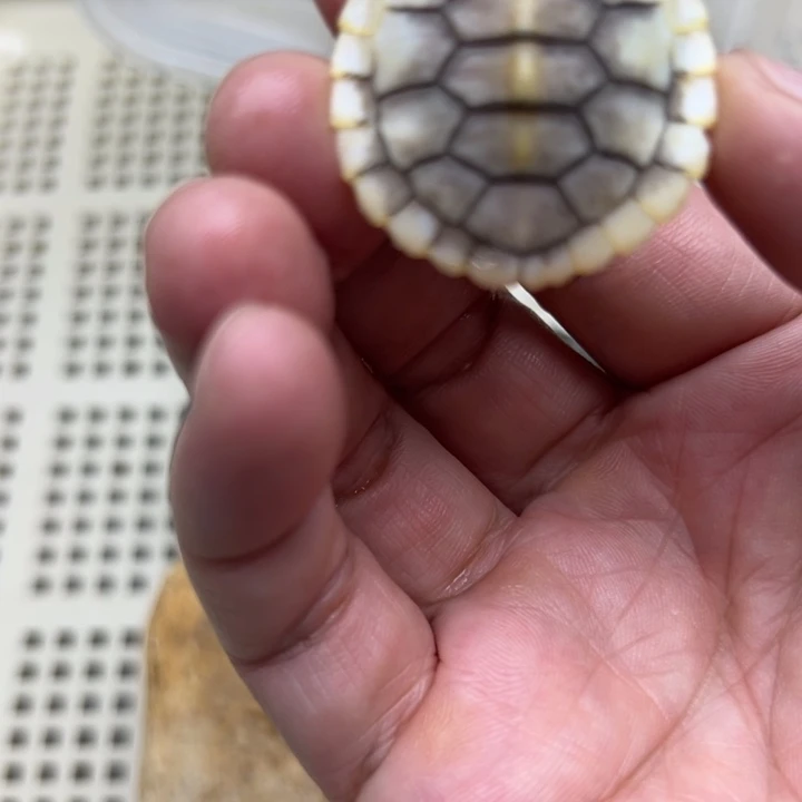 巴西彩龟不分公母