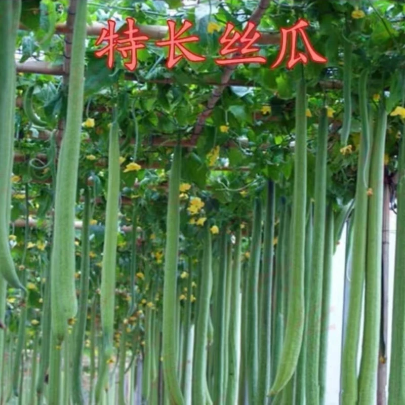 特长丝瓜种子家庭阳台小院盆栽地栽四季种植易栽易活