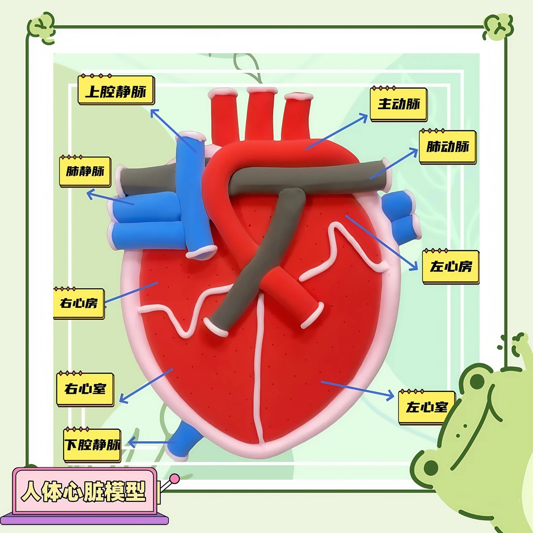 心脏模型结构人体器官模型中七年级生物作业手工DIY制作材料作品