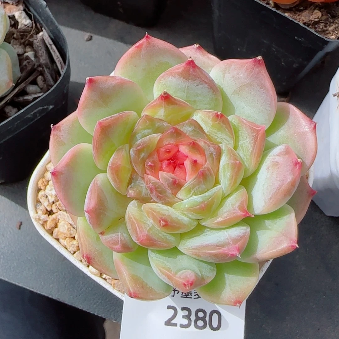 孤品福利，2380多肉植物