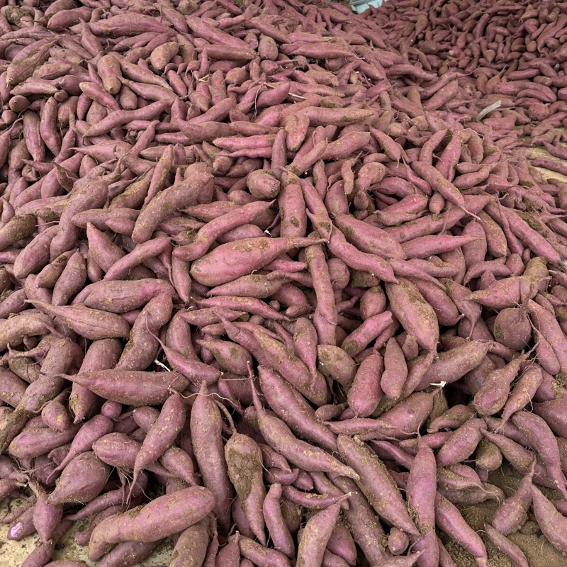 【荆门邮政专属福利】紫薯3斤混装 可蒸可煮可烤可做甜品 软糯香甜