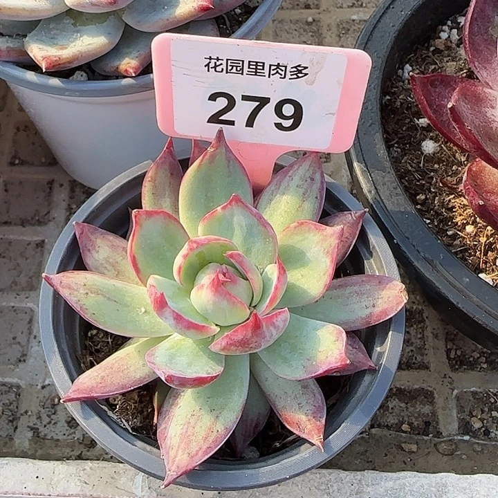 279 惊鸿仙子多肉植物7-9cm