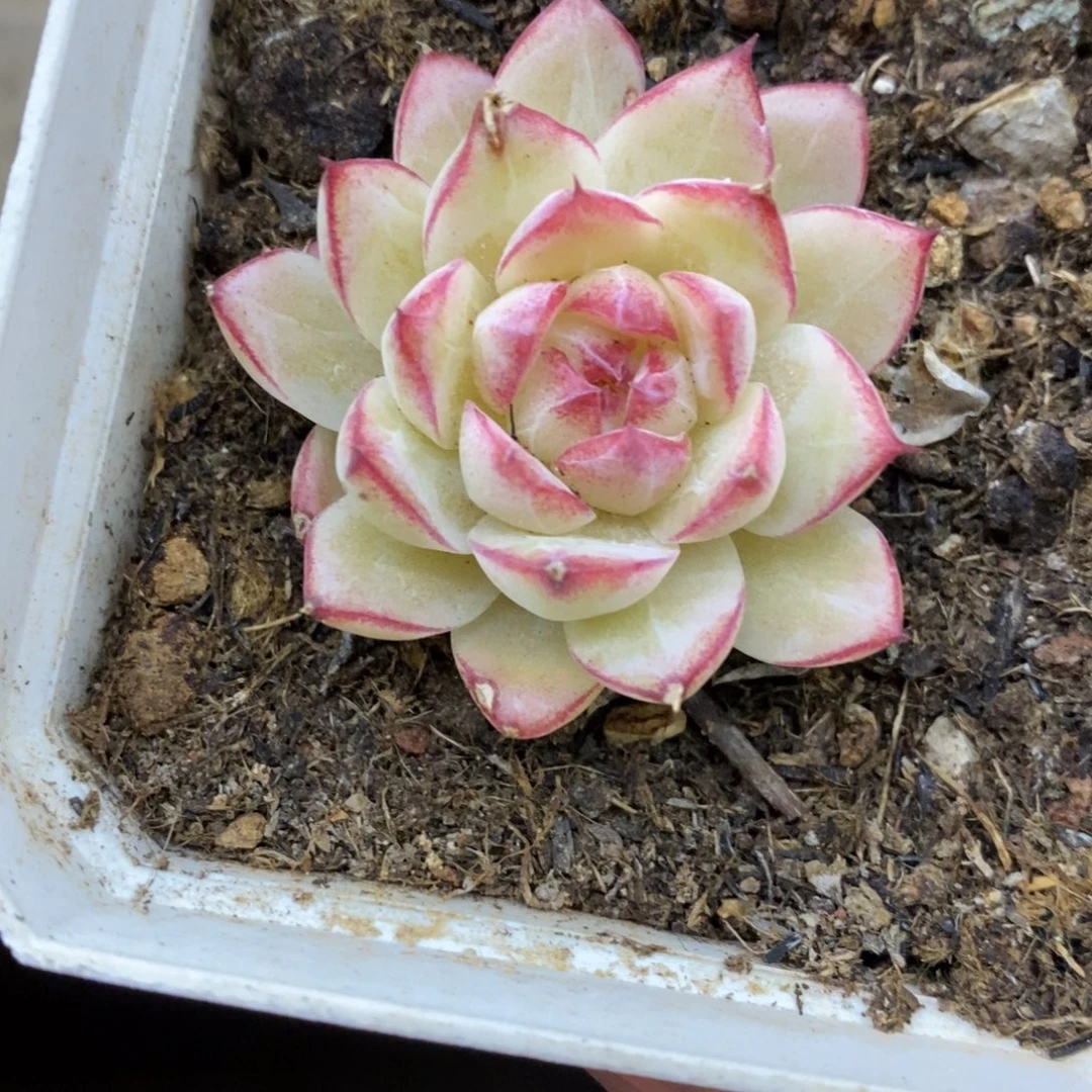 精品多肉一物一拍不包整3