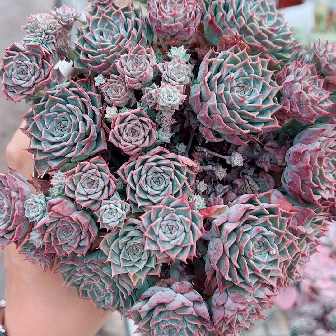 海滨格瑞带盆土多头精品