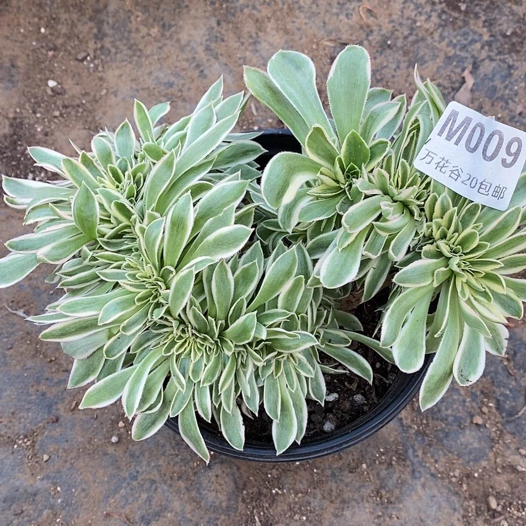 009青莲缀多肉植物